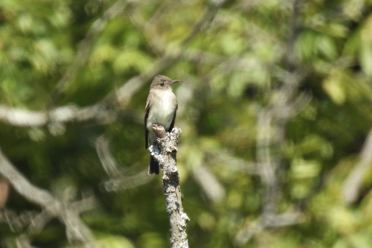 Eastern Wood-Pewee - Barb Stone