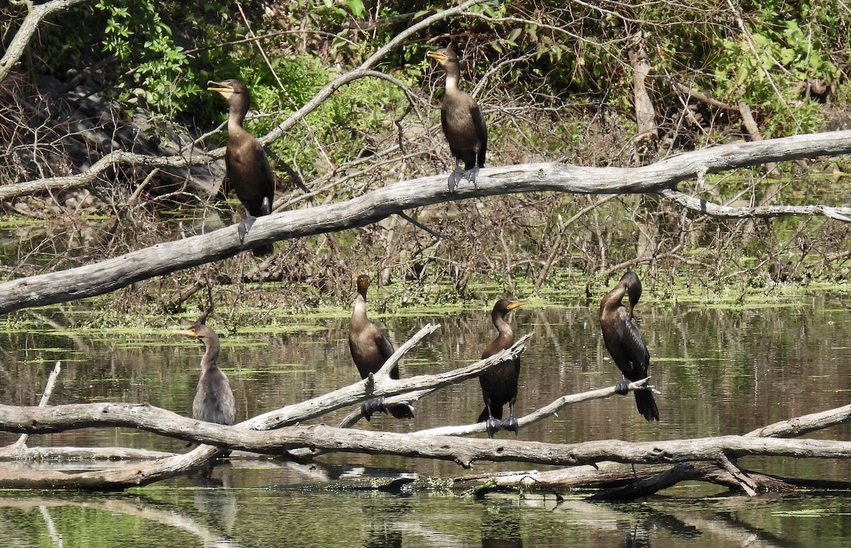 Cormoran à aigrettes - ML623411493