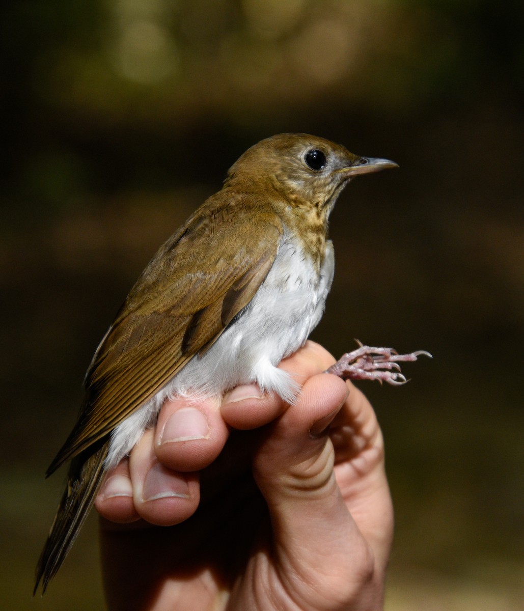 Veery - ML623411504
