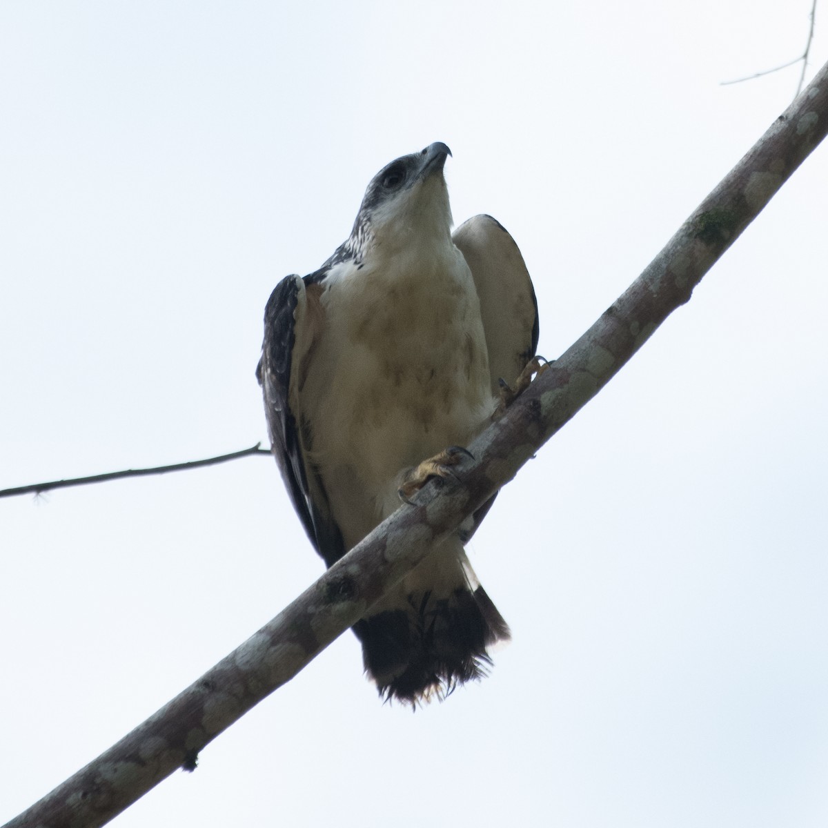 Gray-backed Hawk - ML623411546