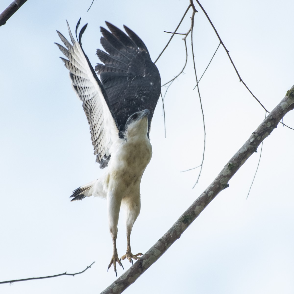 Gray-backed Hawk - ML623411547