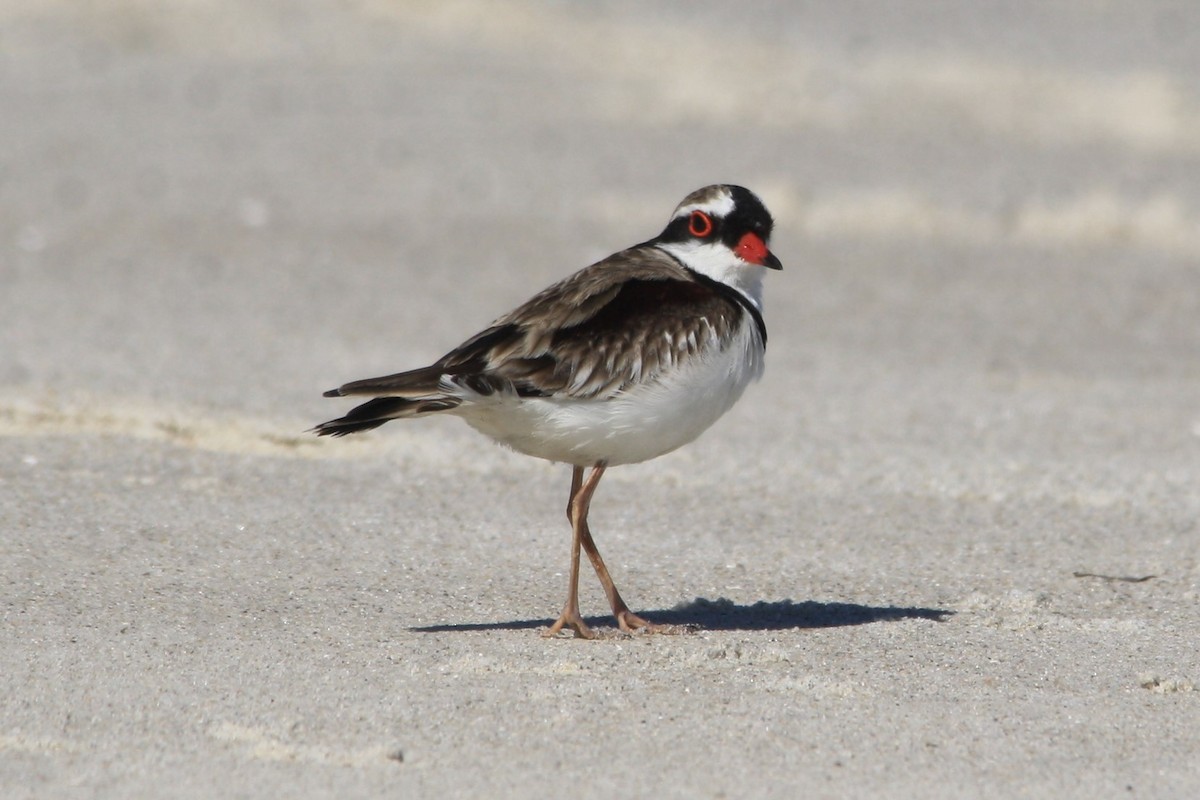 Black-fronted Dotterel - ML623411561