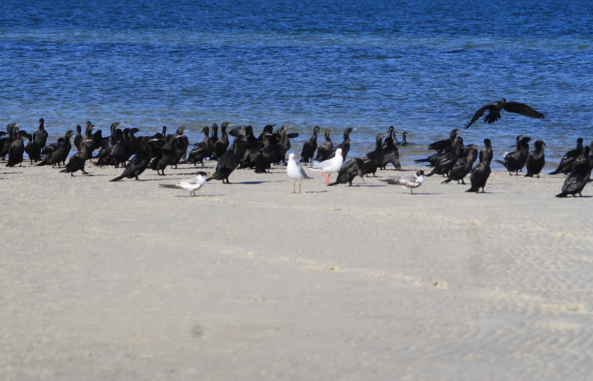 Little Black Cormorant - Michael  Willis