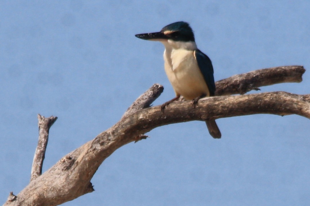 Sacred Kingfisher - ML623411605