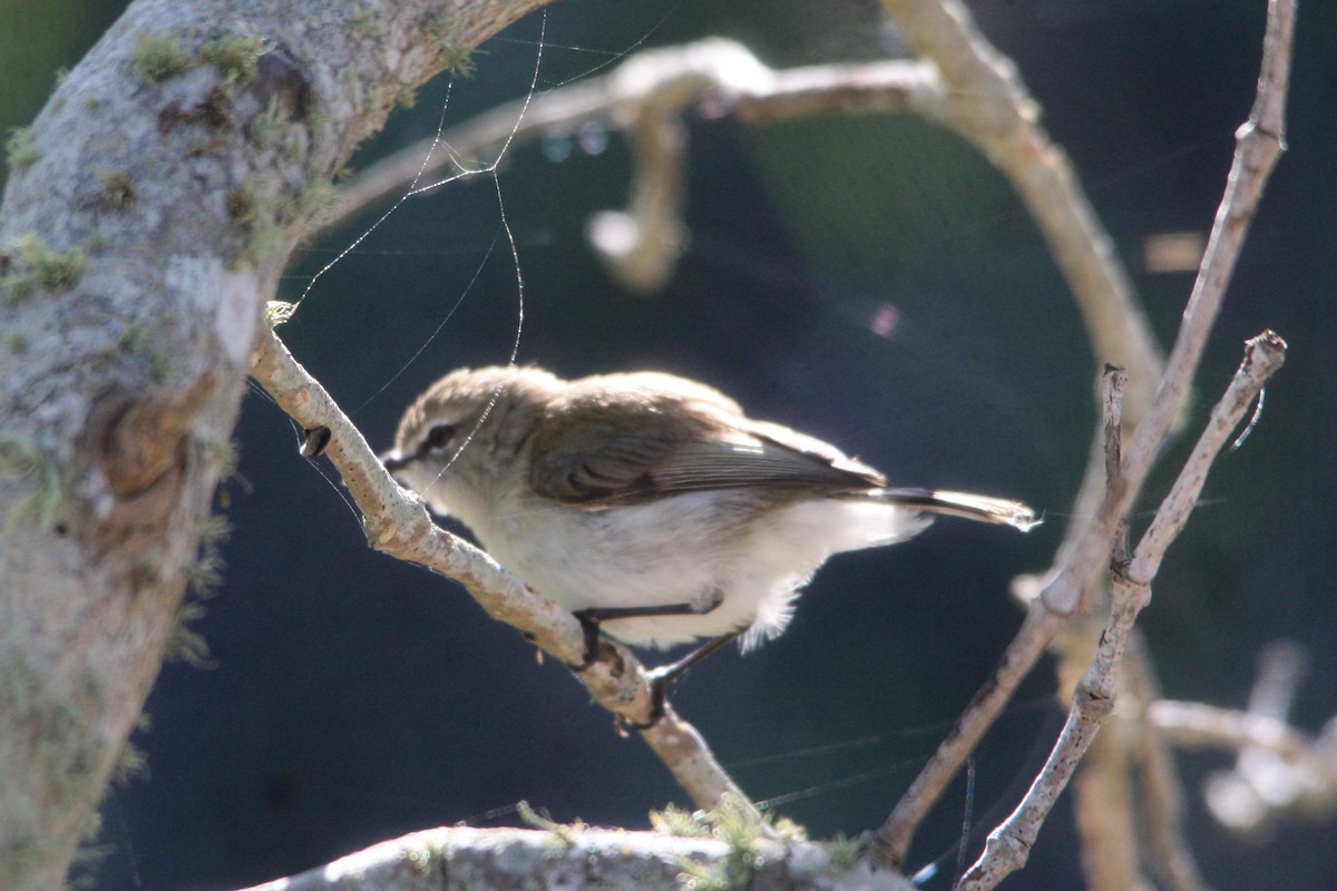 Mangrove Gerygone - ML623411629