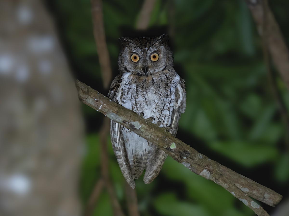 Moluccan Scops-Owl - ML623411668