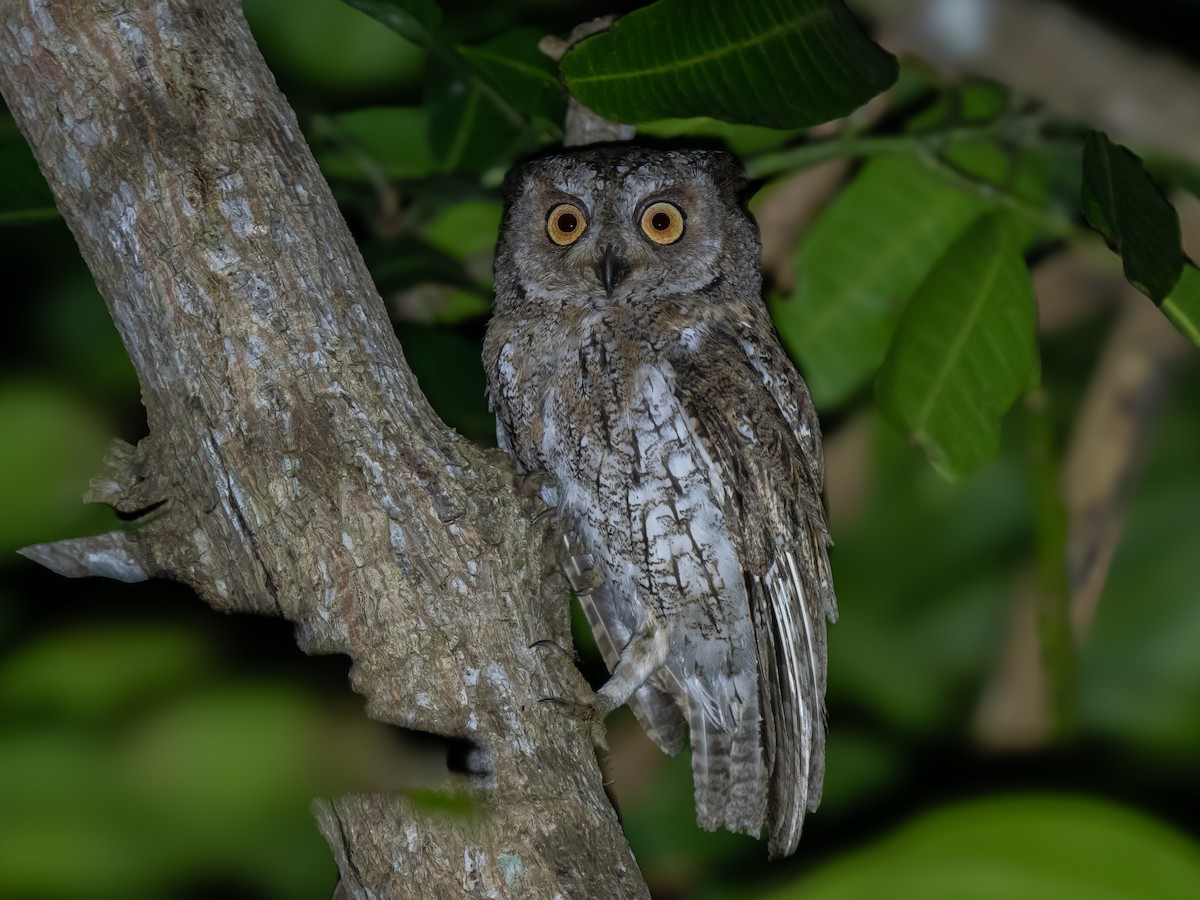 Moluccan Scops-Owl - ML623411669