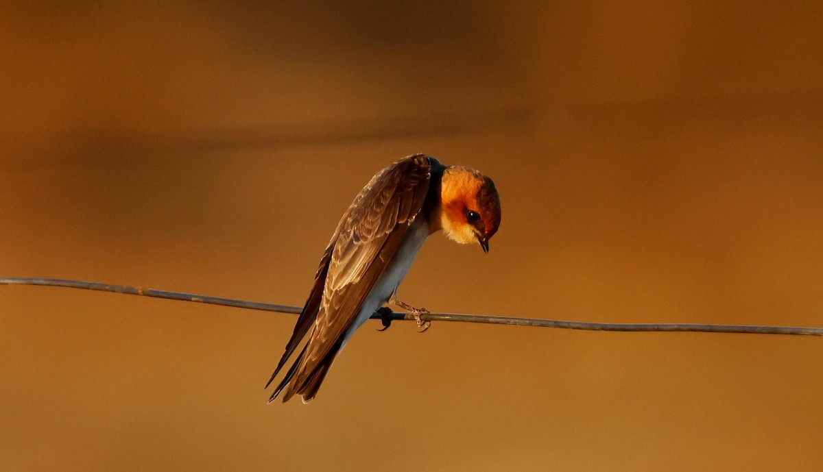 Tawny-headed Swallow - ML623411700