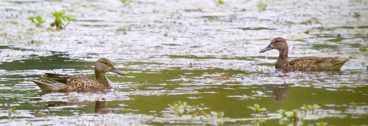 Blue-winged Teal - ML623411703