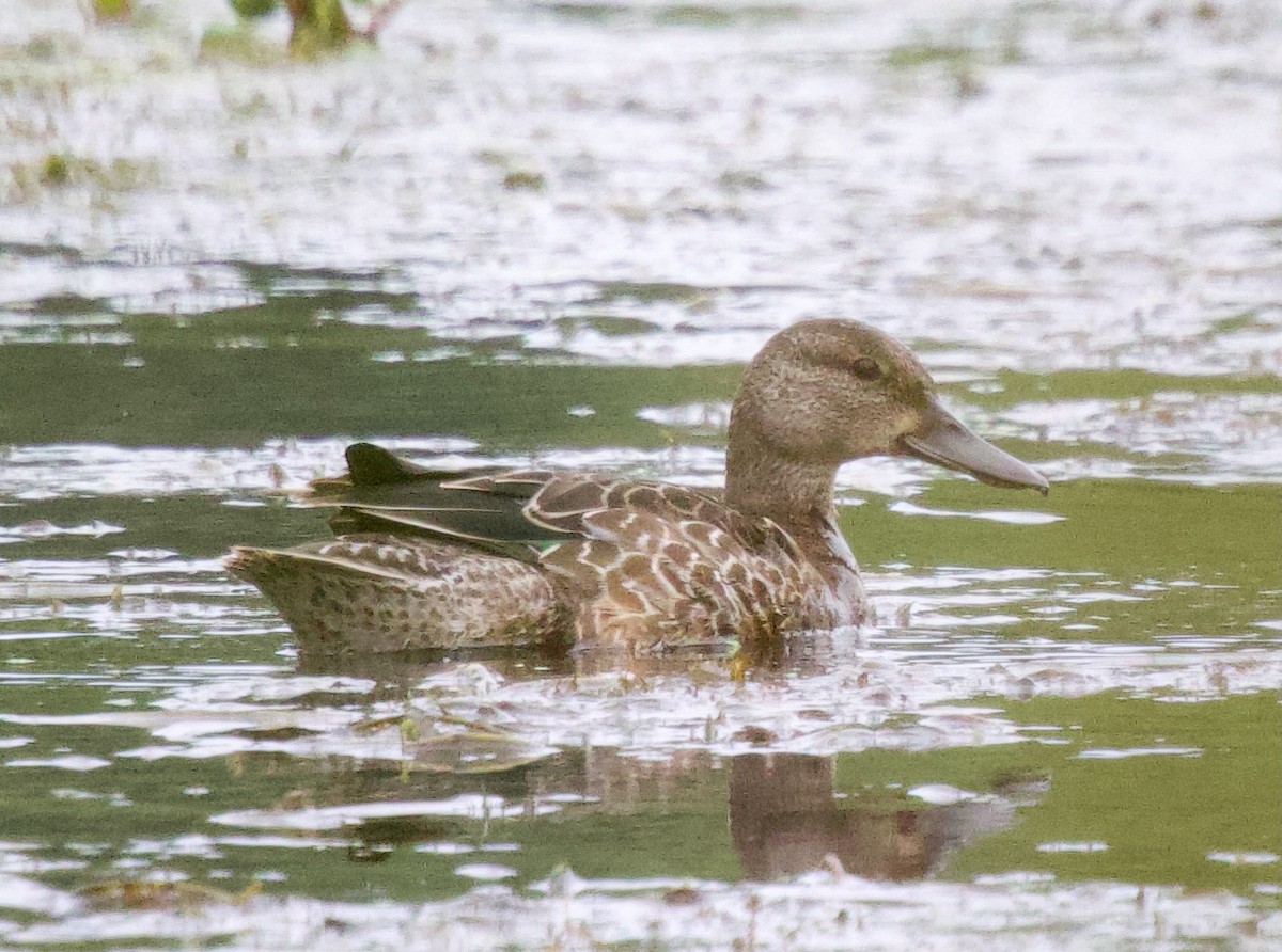 Blue-winged Teal - ML623411707
