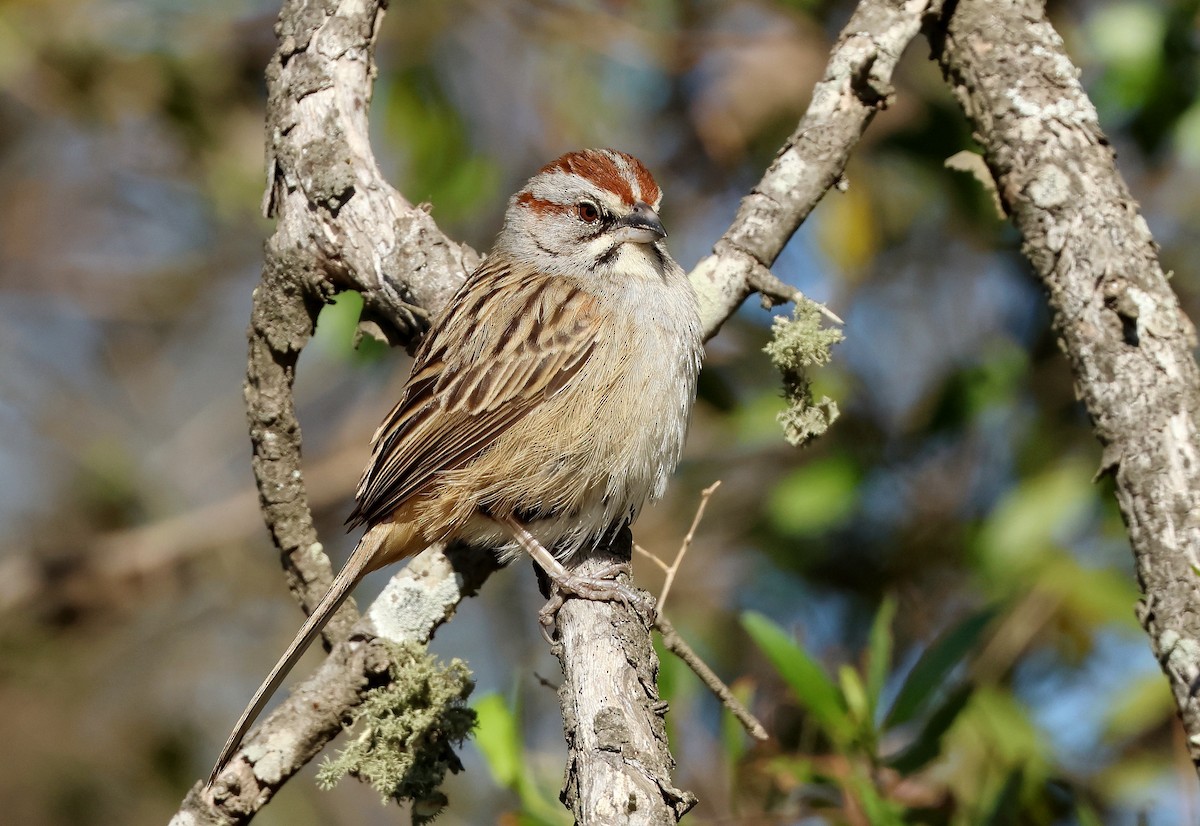 Chaco Sparrow - ML623411721