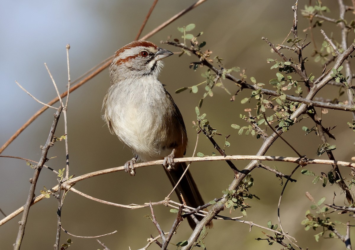 Chaco Sparrow - ML623411727