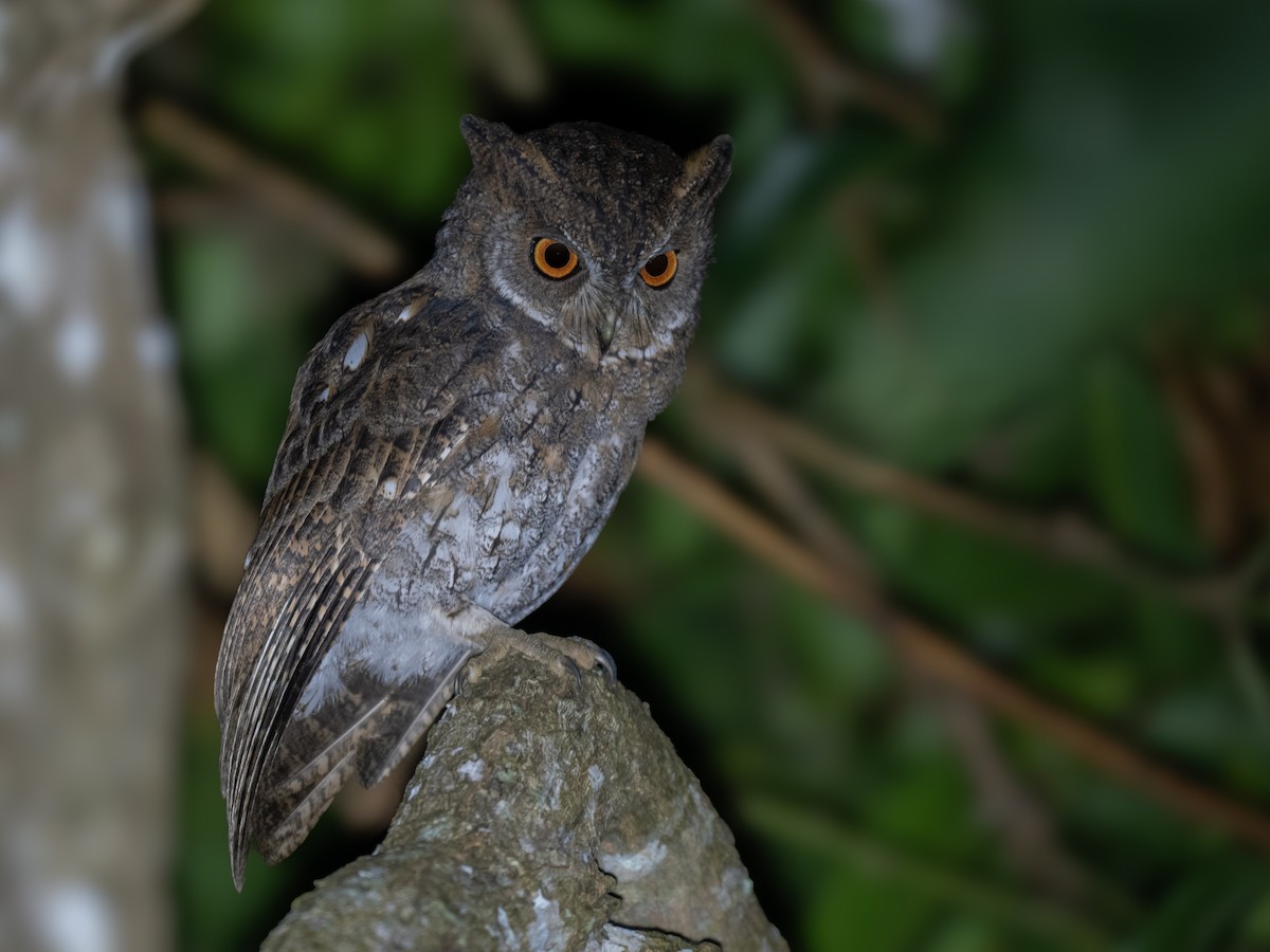 Moluccan Scops-Owl - ML623411728