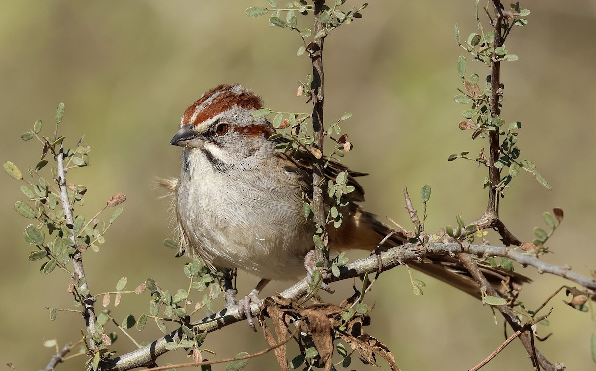 Chaco Sparrow - ML623411734