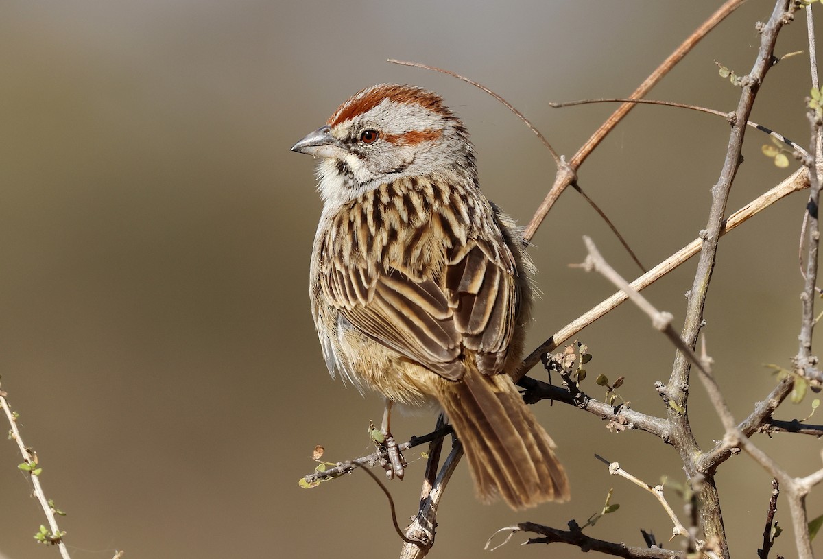 Chaco Sparrow - ML623411744