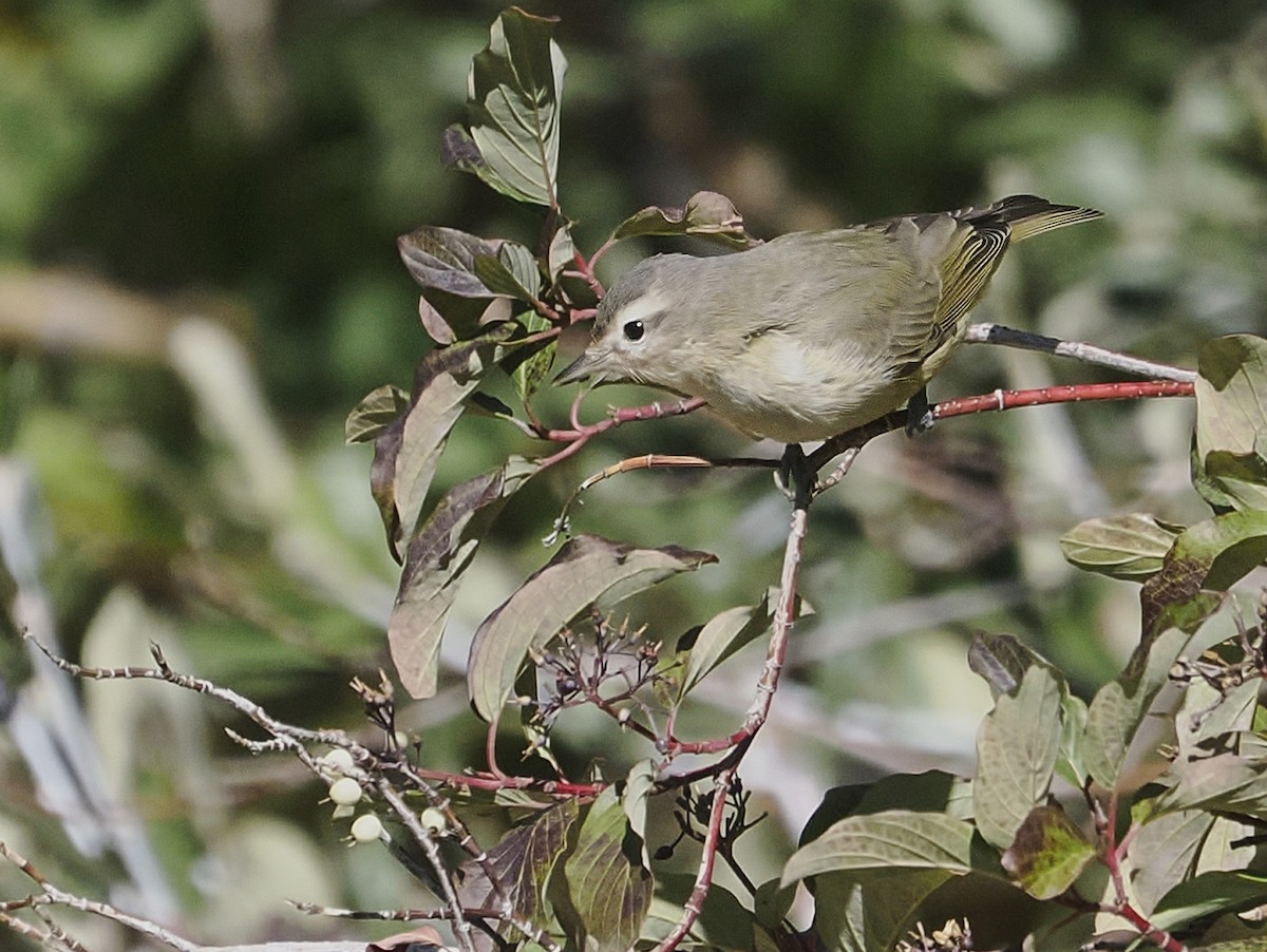 Sängervireo - ML623411759
