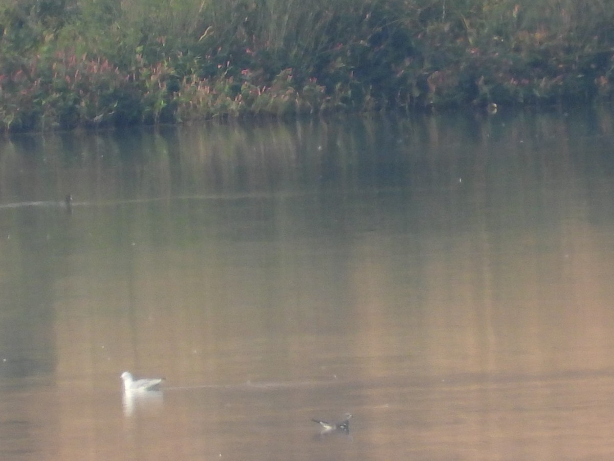 Sabine's Gull - ML623411815