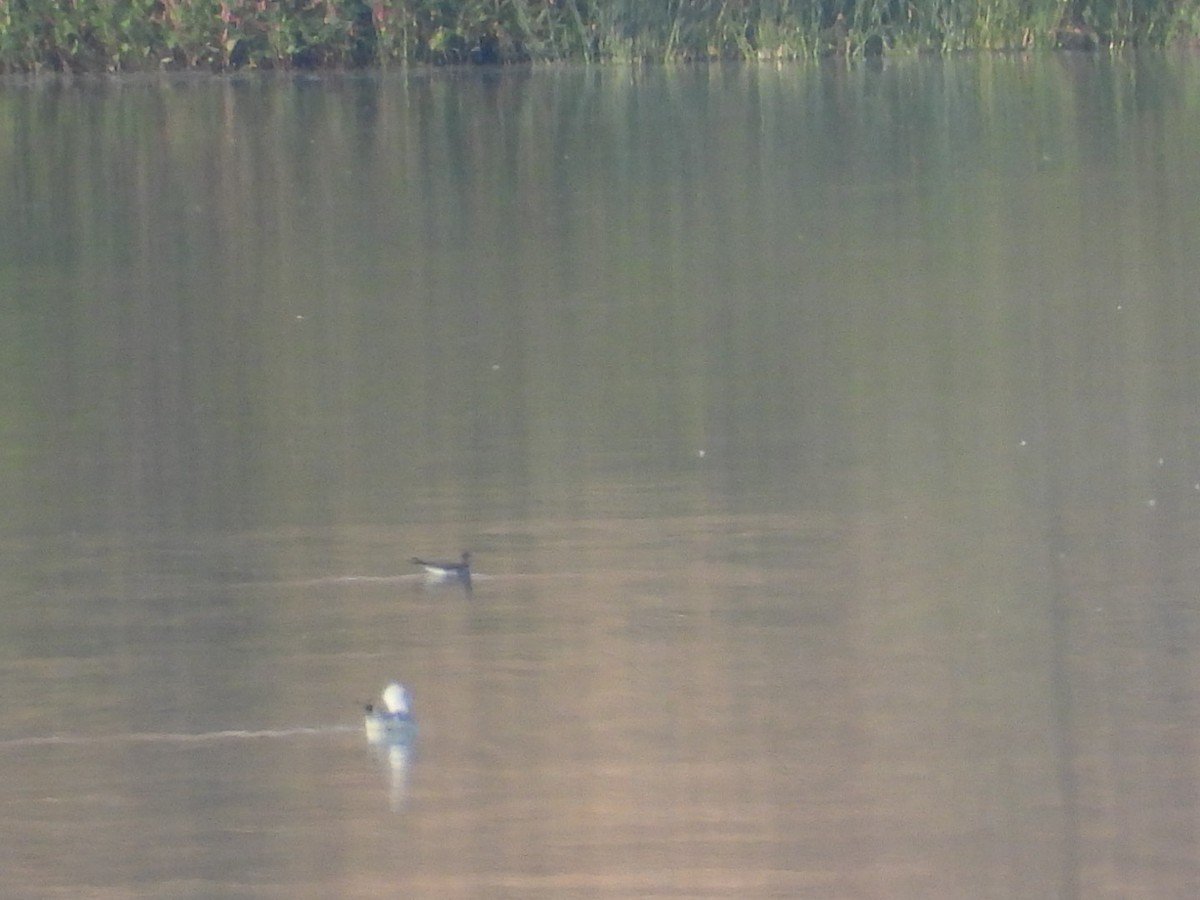 Sabine's Gull - ML623411816