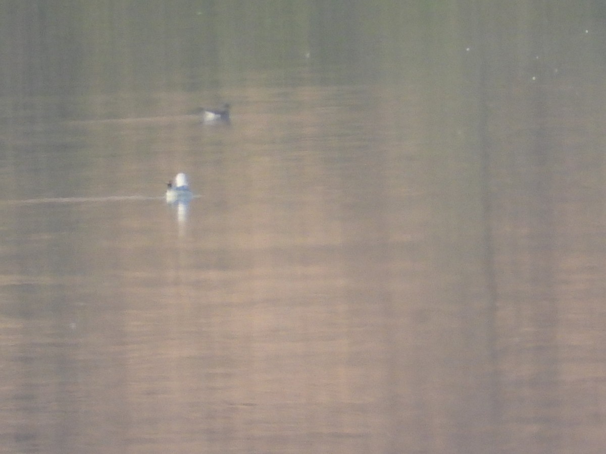 Sabine's Gull - ML623411818