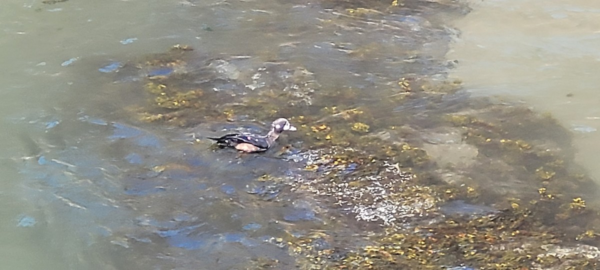 Harlequin Duck - ML623411909