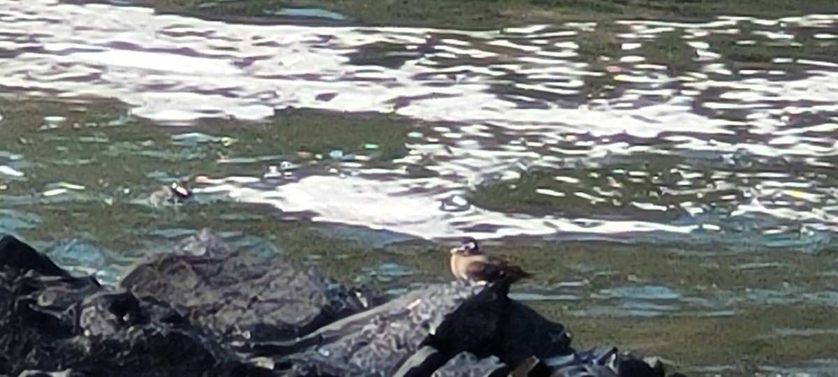 Harlequin Duck - ML623411910