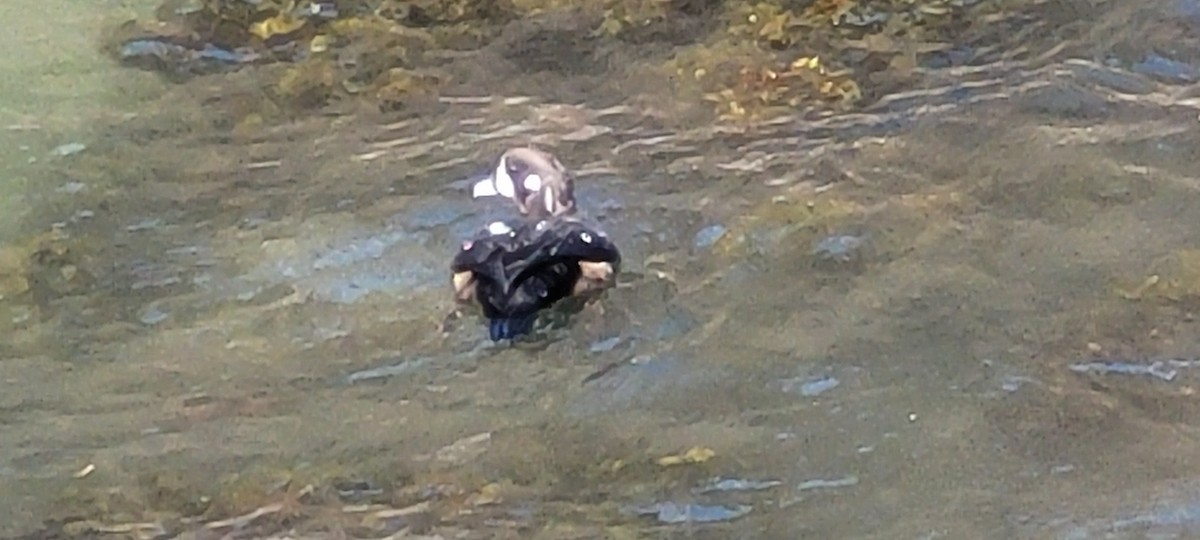 Harlequin Duck - ML623411911