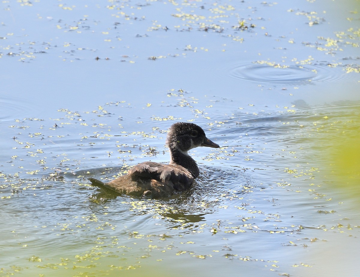 Canard branchu - ML623411930