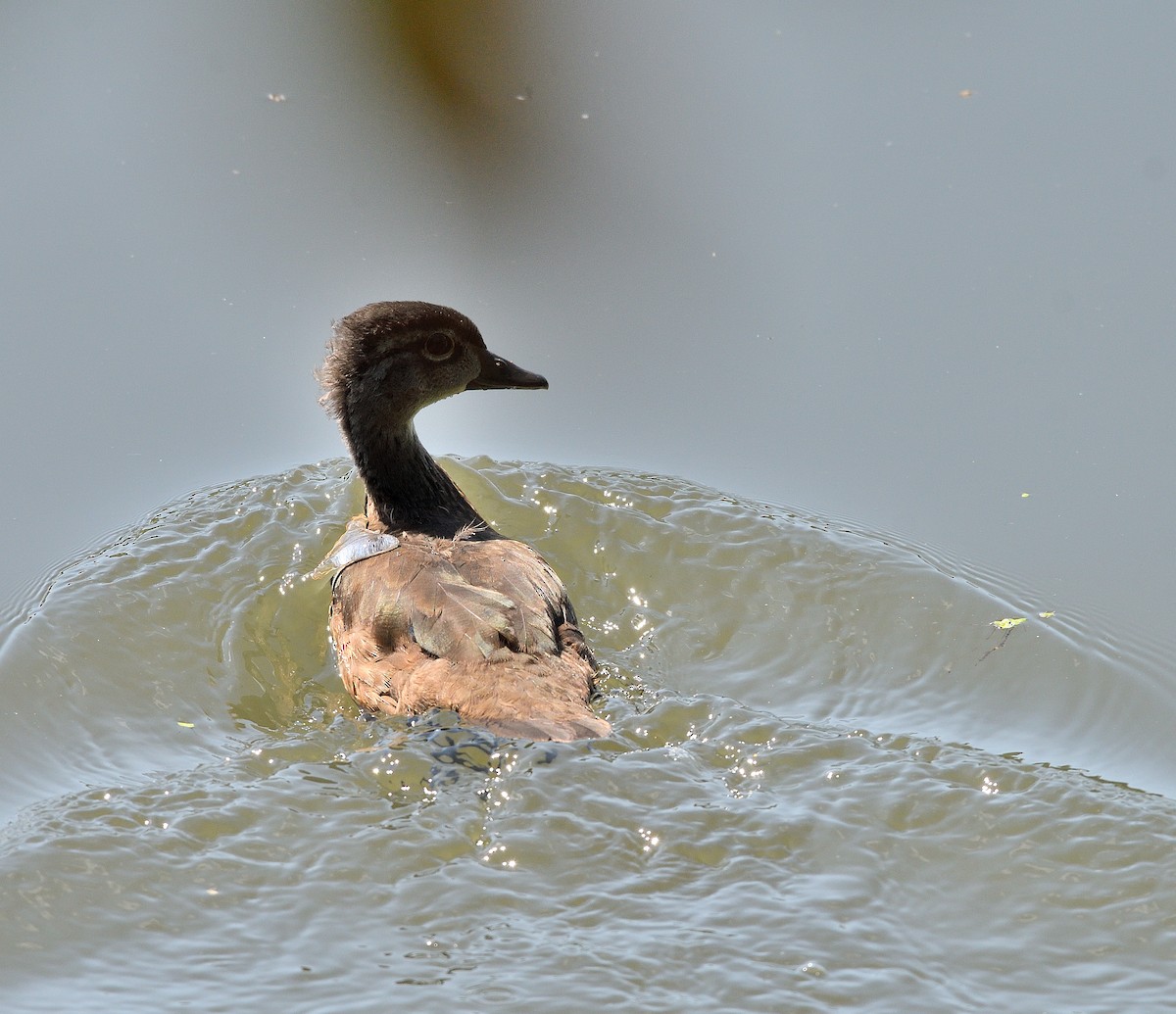 Canard branchu - ML623411931