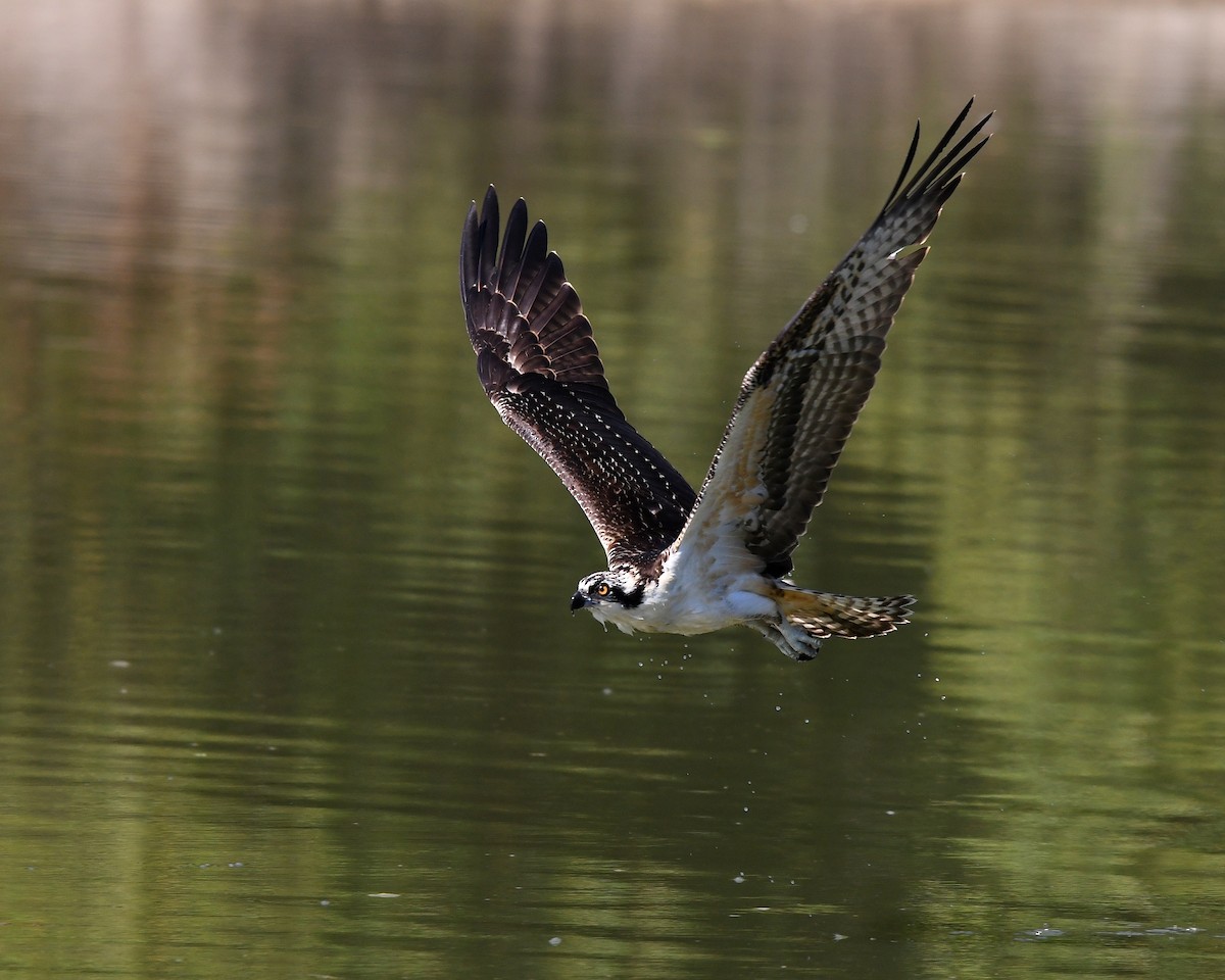 Balbuzard pêcheur - ML623411939