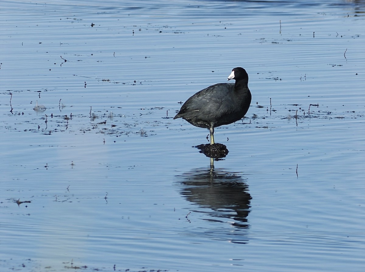 American Coot - ML623411944