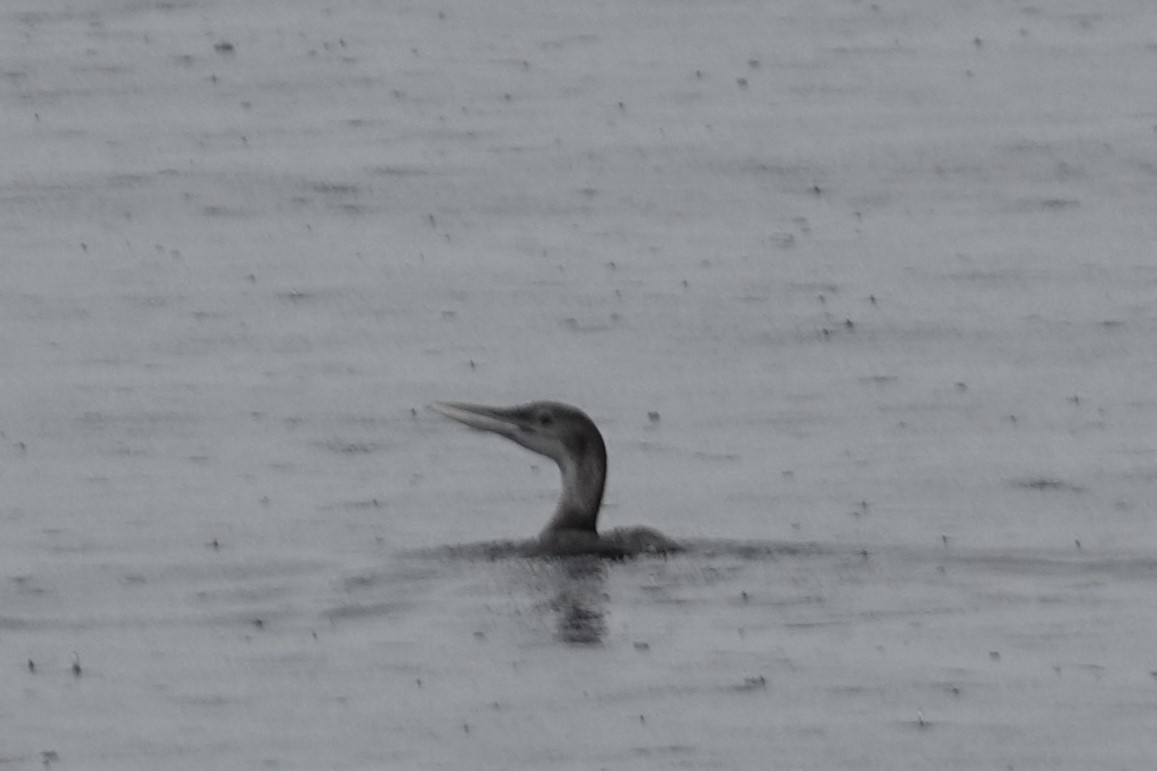 Yellow-billed Loon - ML623411996