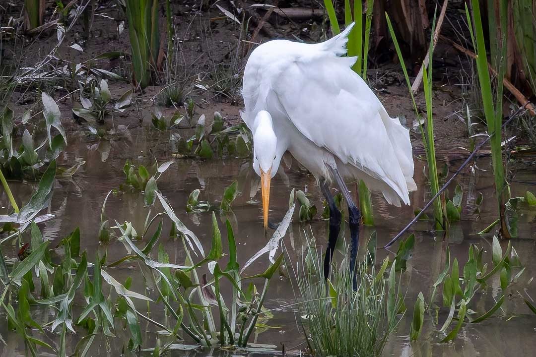 Great Egret - Sheri Minardi