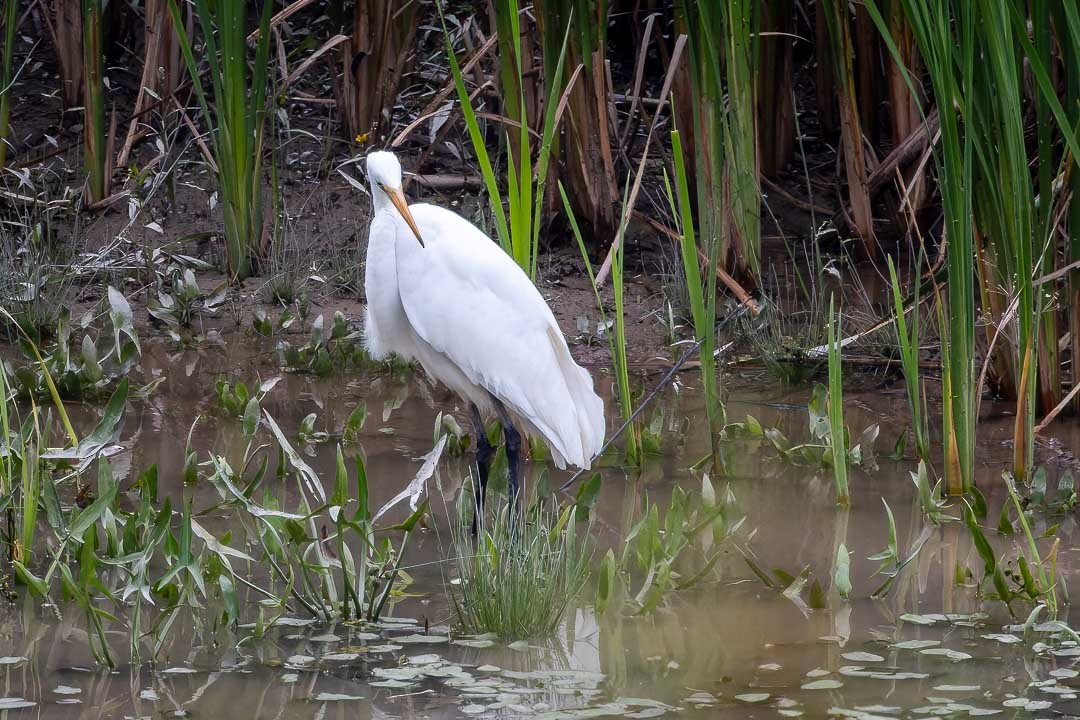 Great Egret - ML623411999