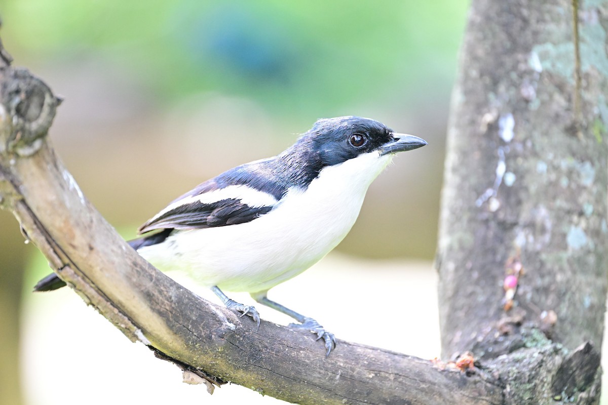 Tropical Boubou - Donel Jensen