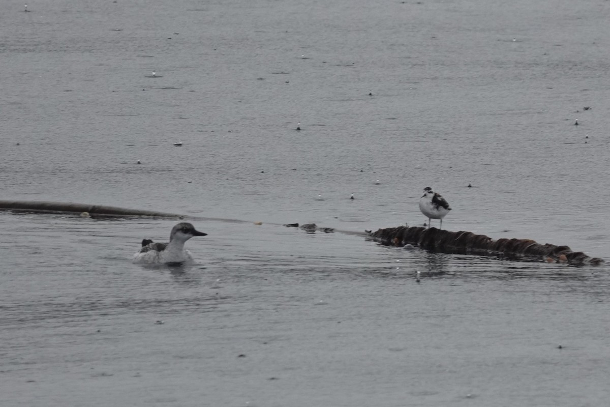 Pigeon Guillemot - ML623412014