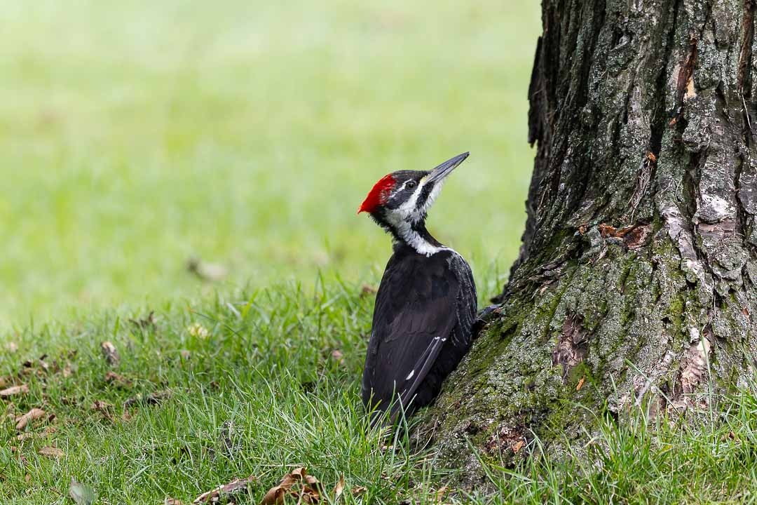 Pileated Woodpecker - ML623412015