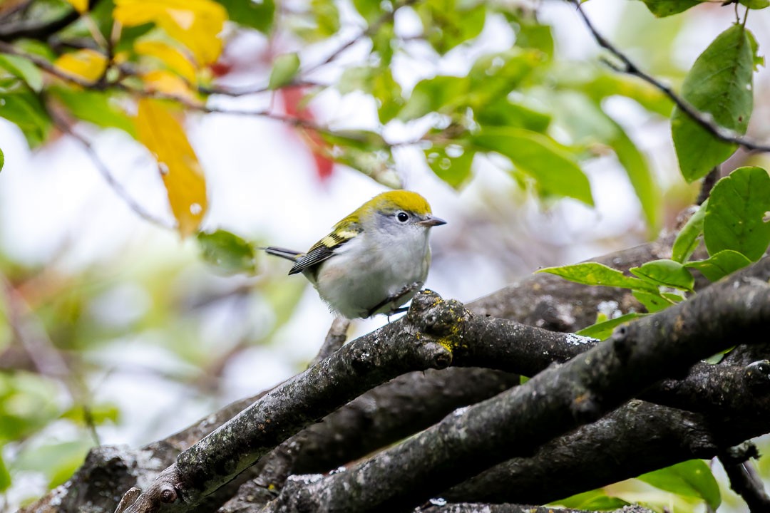 Chestnut-sided Warbler - ML623412018