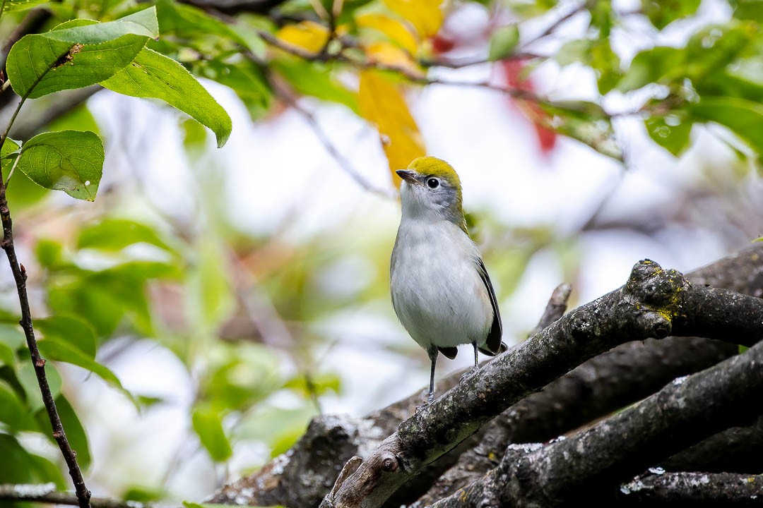 Chestnut-sided Warbler - ML623412019