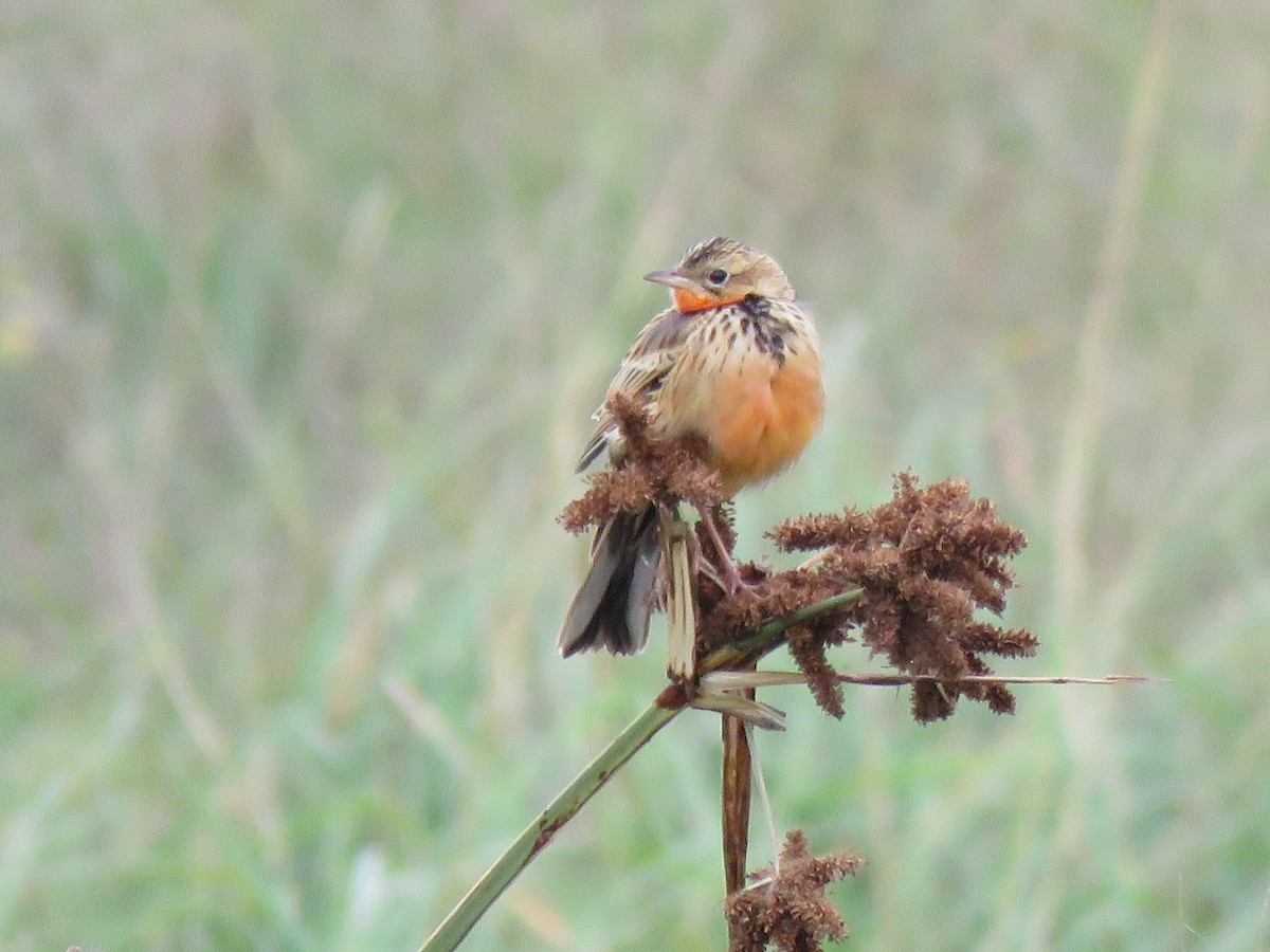 Rosy-throated Longclaw - ML623412023