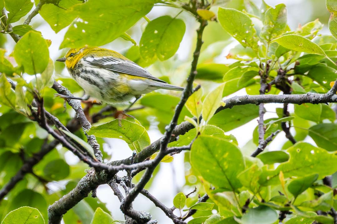 Black-throated Green Warbler - ML623412034