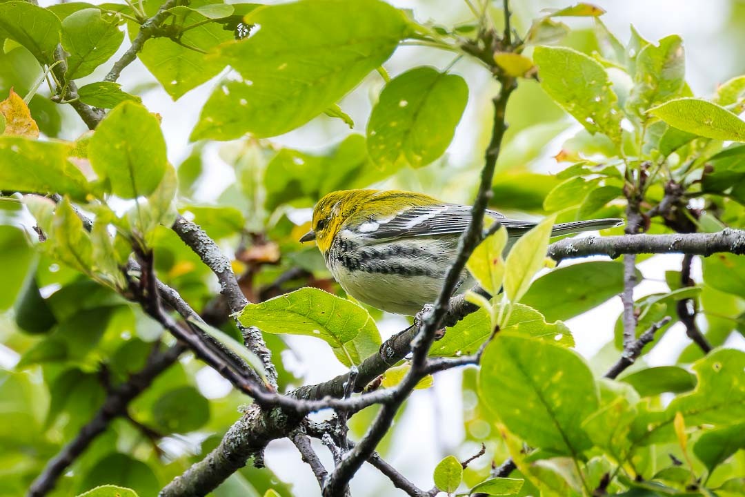 Black-throated Green Warbler - ML623412035