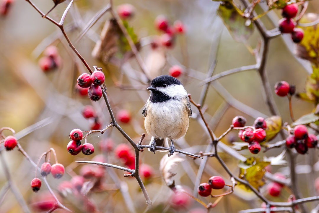 Black-capped Chickadee - ML623412040