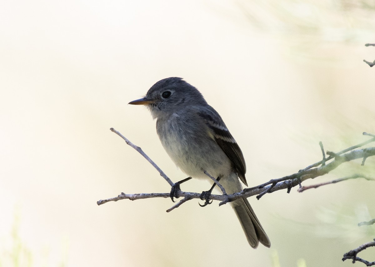 Gray/Dusky Flycatcher - Bente Torvund