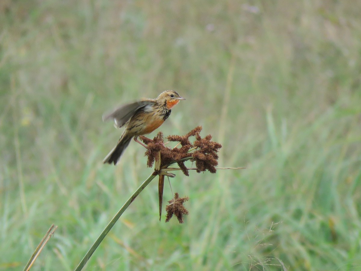 Rosy-throated Longclaw - ML623412048