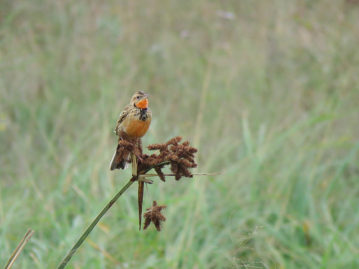 Rosy-throated Longclaw - ML623412058