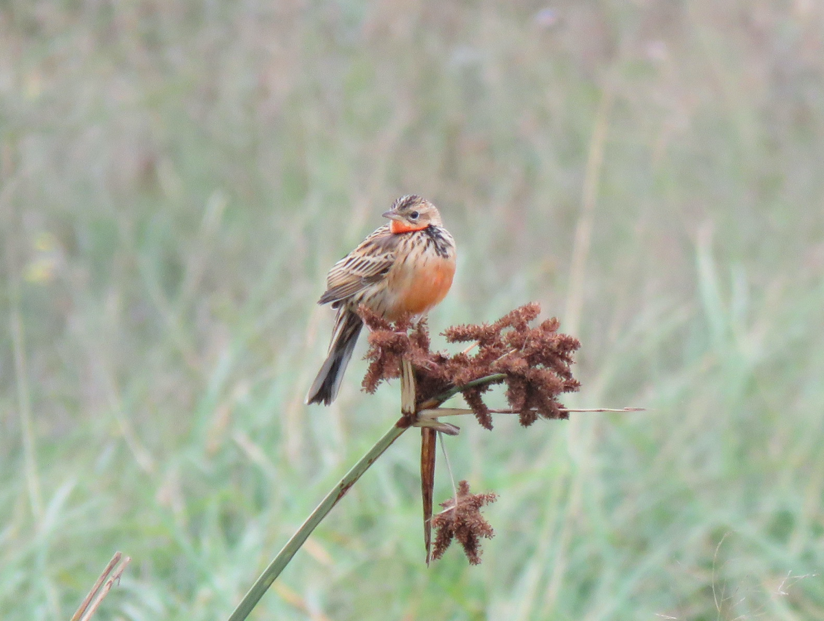 Rosy-throated Longclaw - Beniamino Tuliozi