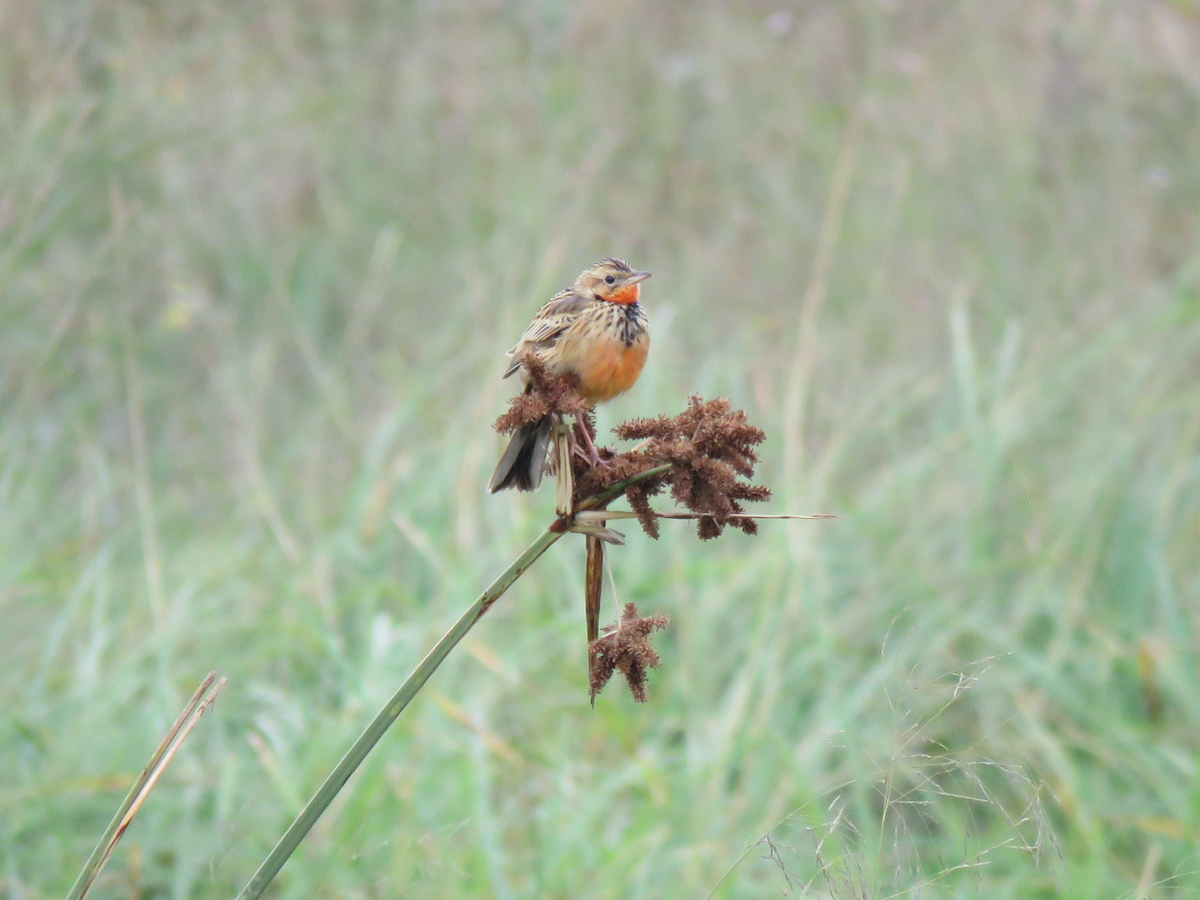 Rosy-throated Longclaw - ML623412063