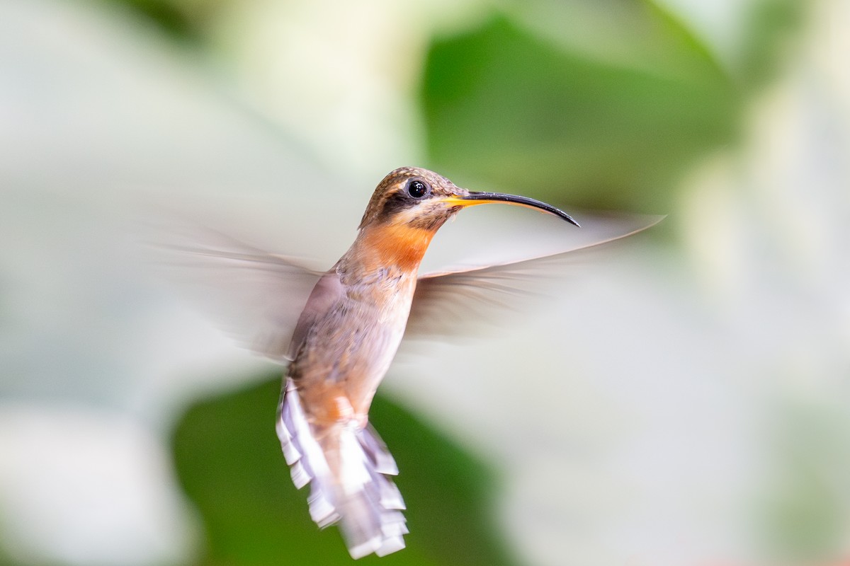 Band-tailed Barbthroat - Bruce Miller