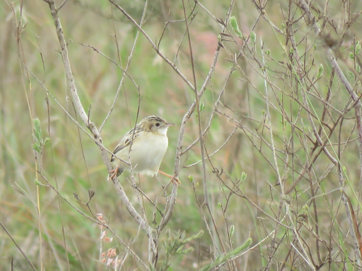 Pectoral-patch Cisticola - ML623412080