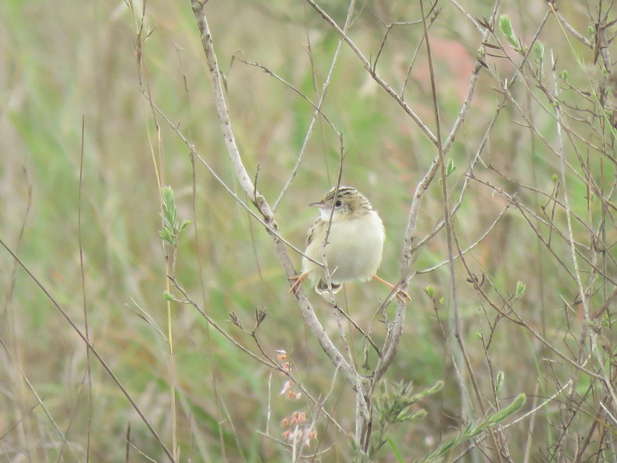 Pectoral-patch Cisticola - ML623412082